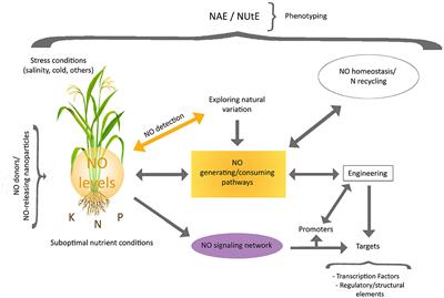 Can NO Signaling and Its Metabolism Be Used to Improve Nutrient Use Efficiency? Toward a Research Agenda